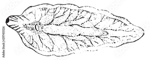 Fluke, vintage illustration.