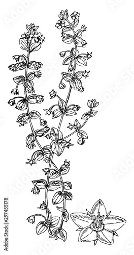 Anagalis Arvensis vintage illustration. photo