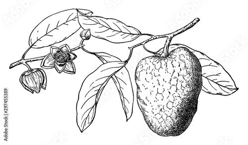 Branch of Pond-Apple vintage illustration.