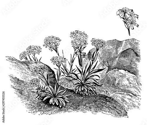 Habit and Detached Portion of Inflorescence of Lychnis Alpina vintage illustration.