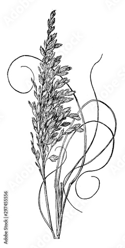 Virginia Cut Grass vintage illustration.