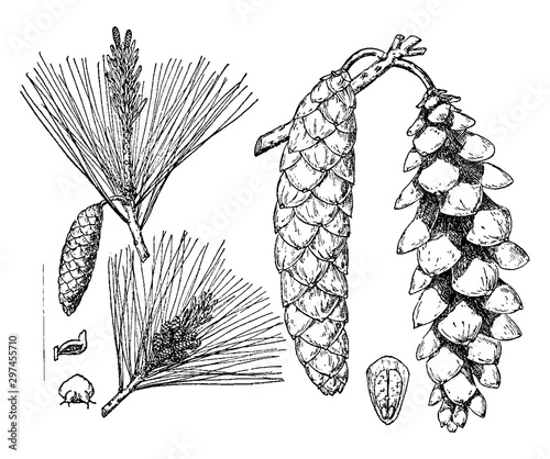 Eastern White Pine vintage illustration.