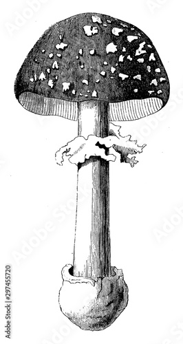 Fly Agaric vintage illustration.