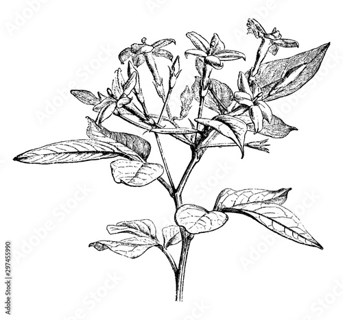 Flowering Branchlet of Jasminum Floridum vintage illustration.