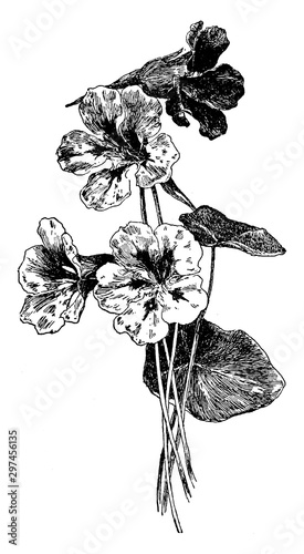 Tropaeolum Majus vintage illustration.