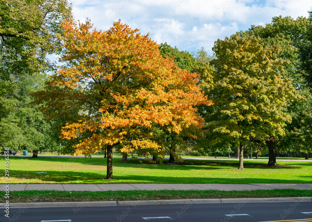 Naklejka premium Orange Colored Tree at the Beginning of Autumn among Green Trees in Lincoln Park Chicago