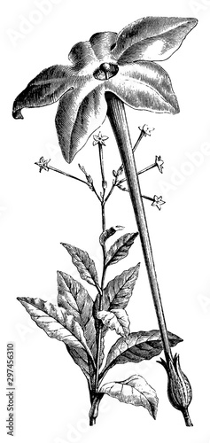 Plant and Detached Flower of Nicotiana Acutiflora vintage illustration.