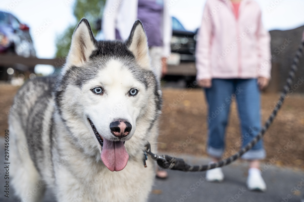 Friendly Siberian Husky dog on walk in park Friendly Siberian Husky dog on walk in park