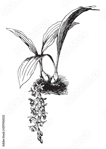 Coelogyne Massangeana vintage illustration. photo