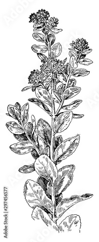 Live-Forever or Garden Orpine vintage illustration.