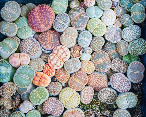 Multicolor lithops succulent cactus plant top view background