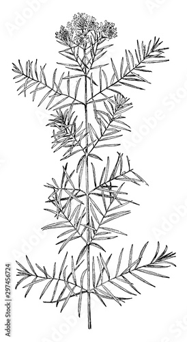 Mountain Mint vintage illustration.