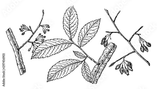 Branch of Winged Elm vintage illustration.