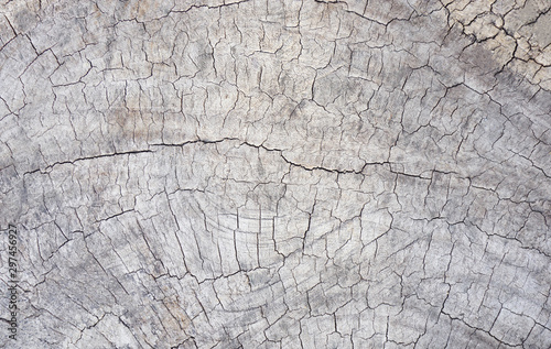 Wooden old texture surface nature background,round cut down tree with cracks