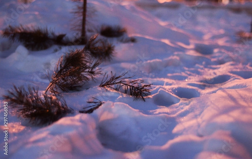 Tree at whitw snow at hight photo