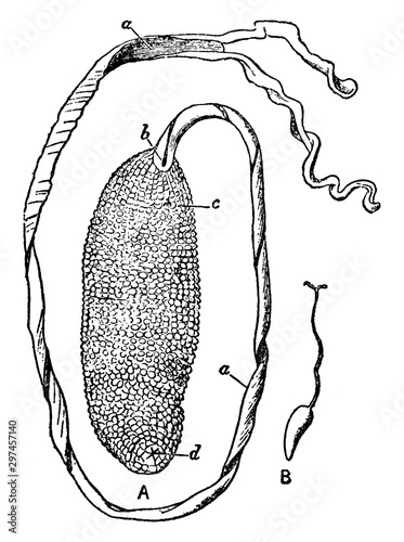 Male Bonellia Viridis, vintage illustration.