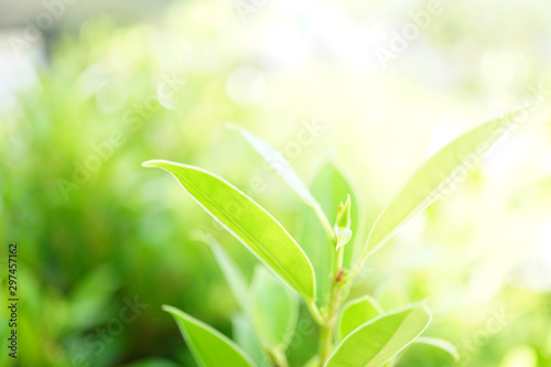 Closeup green leaf nature blurred background with copy space good ecology natural green energy plants selective focus