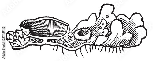 Photos Apothecium vintage illustration.
