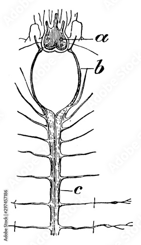 Scale Worm Nervous System, vintage illustration.