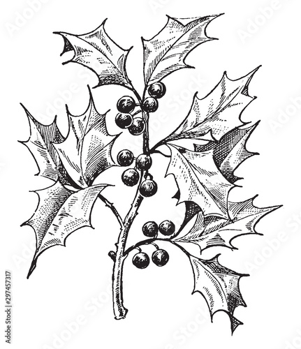 Holly vintage illustration.