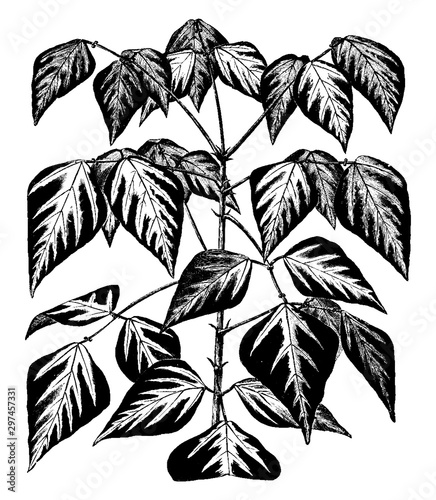 Erythrina Indica Parcelli vintage illustration.
