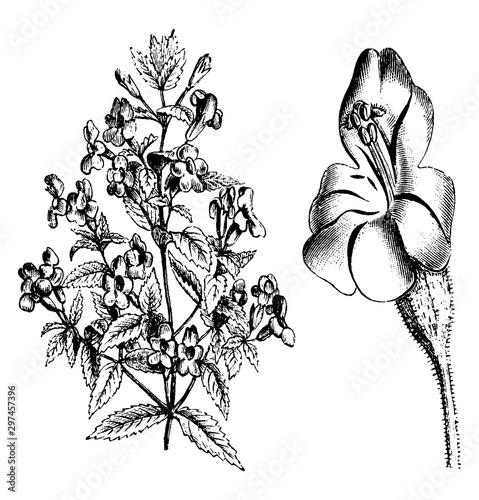 Upper Portion of Plant and Detached Flower of Mimulus Cardinalis vintage illustration.