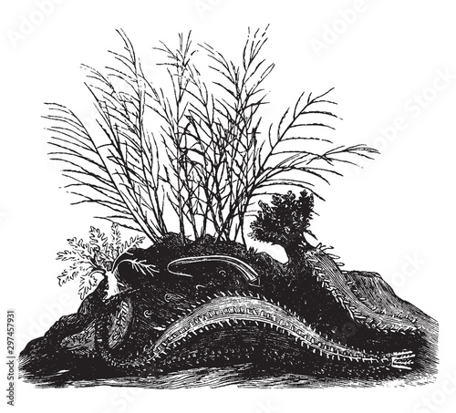 Angular sea cucumber, vintage illustration.