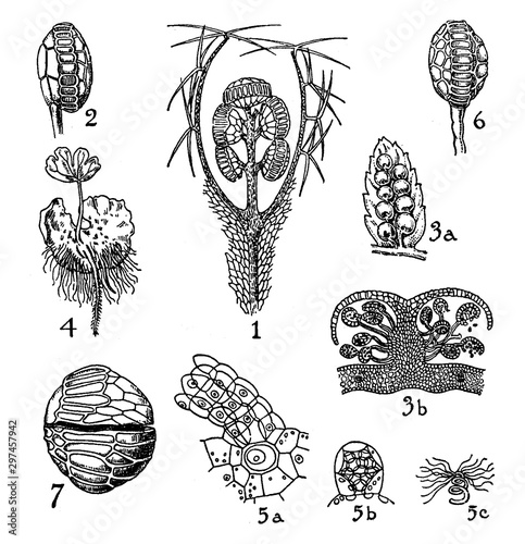 Hymenophyllaceae, Cyatheaceae, and Polypodiaceae vintage illustration. photo