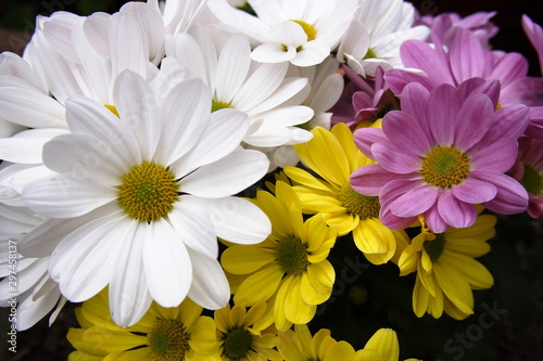 A Bouquet of white  yellow and pink Dendranthema Chrysanthemum flowers