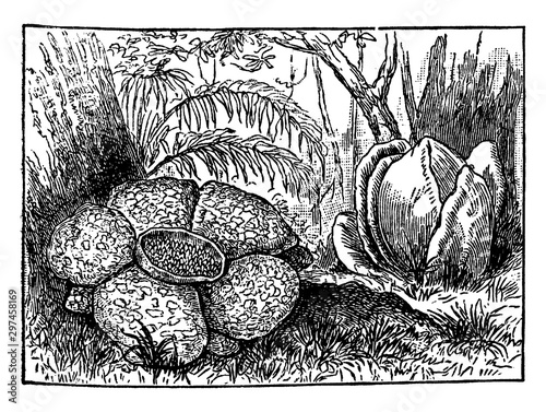 Rafflesia, Flower, parasitic, plants, gigantic vintage illustration.