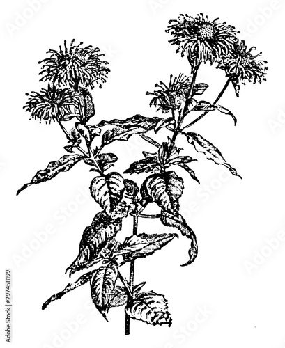 Flowering Branch of Oswego Tea vintage illustration.