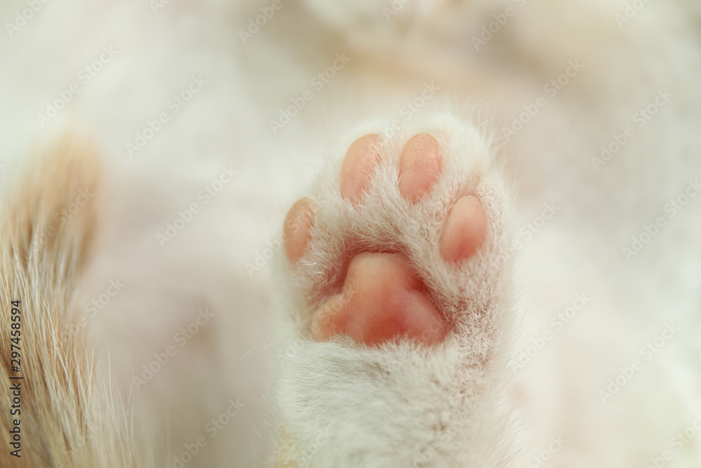 Cute little kitten, closeup view of paw Cute little kitten, closeup view of paw