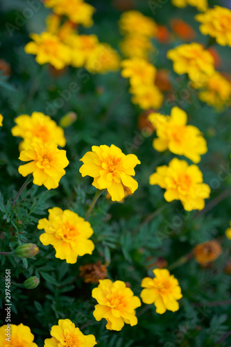 Marigold yellow flowers with green leaf
