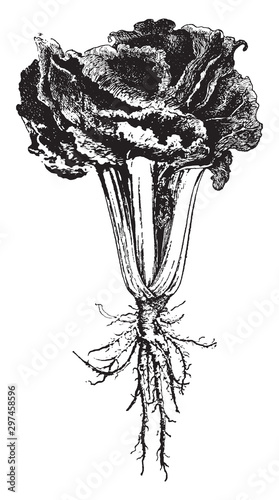 Chard vintage illustration.