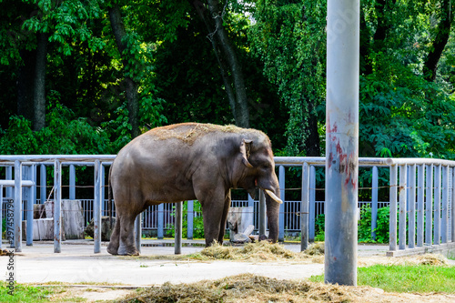 Asian or indian elephant in the corral