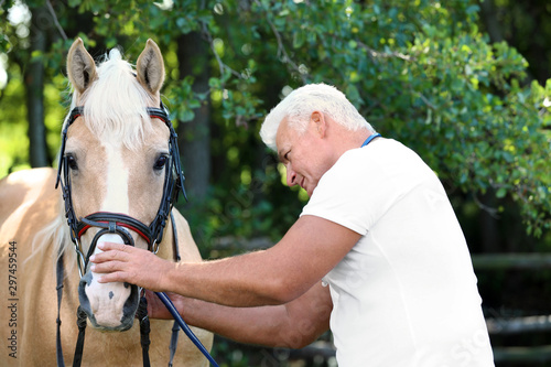 Senior veterinarian examining palomino horse outdoors on sunny day