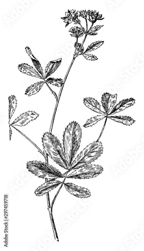 Purple Cinquefoil vintage illustration.