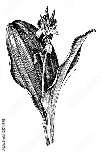 Showy Orchis vintage illustration.