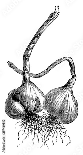 Garlic vintage illustration.