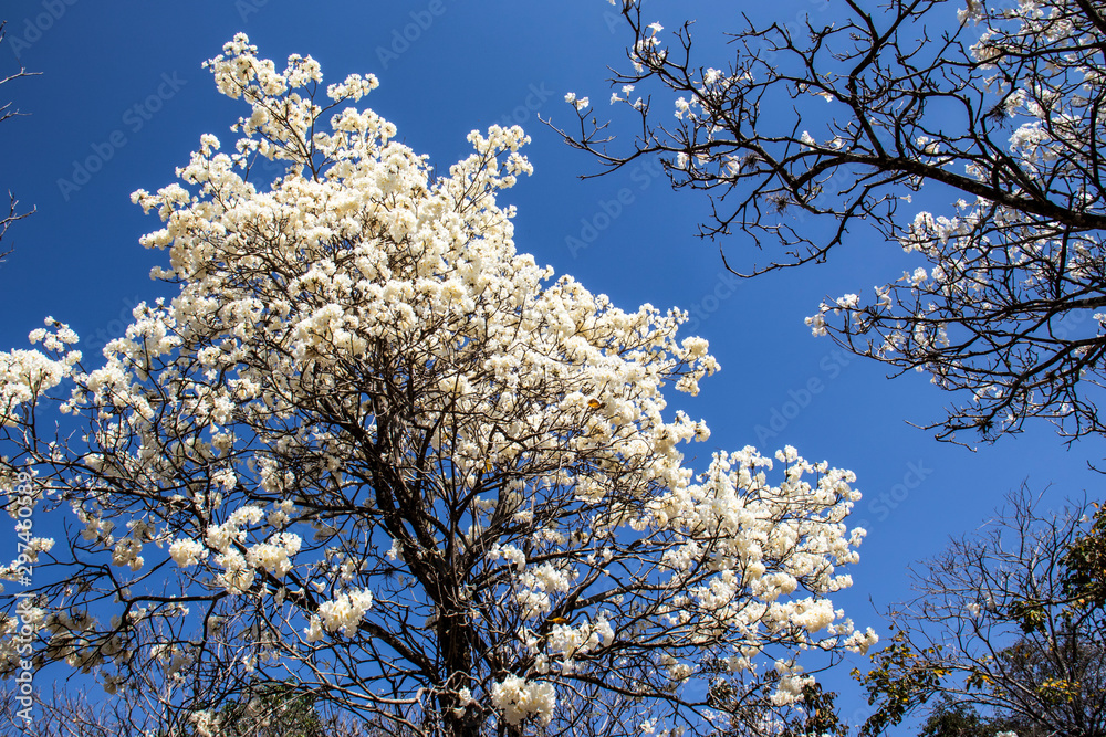 Ipes white tree flowering grove with selective focus in the municipality of Marilia