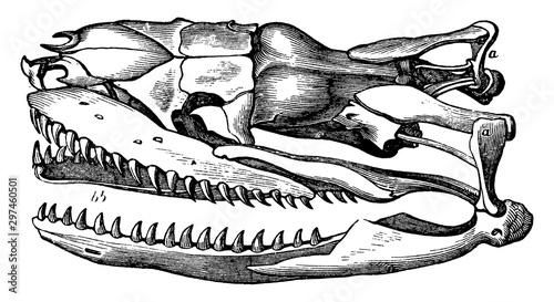 Boa Constrictor Skull, vintage illustration.