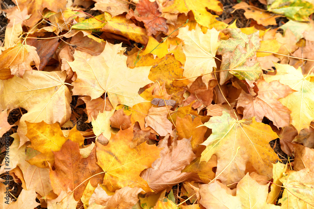 Pile of beautiful autumn leaves as background, top view