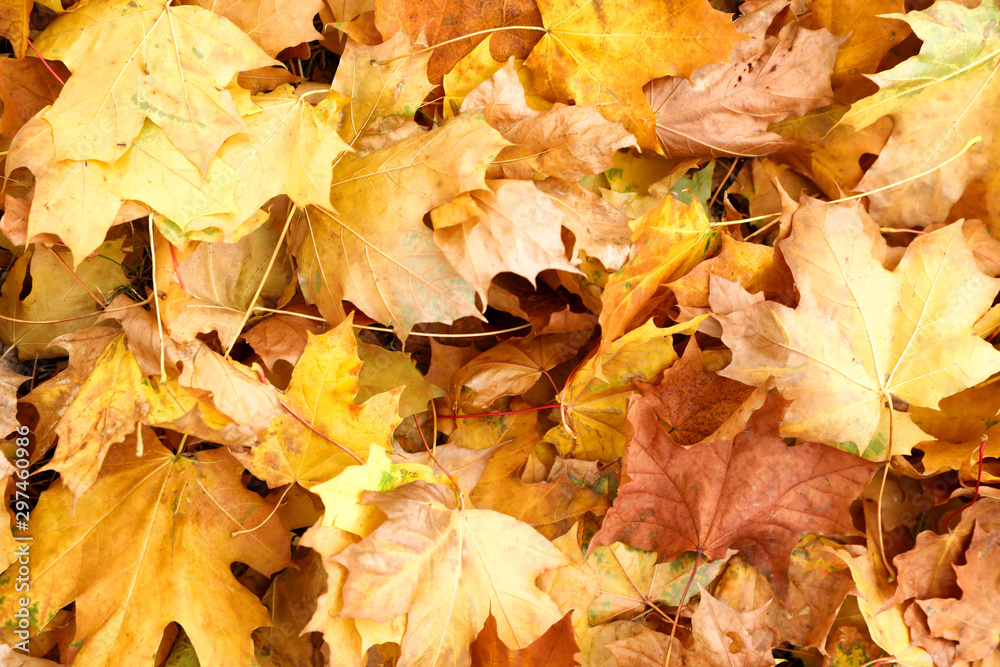 Pile of beautiful autumn leaves as background, top view