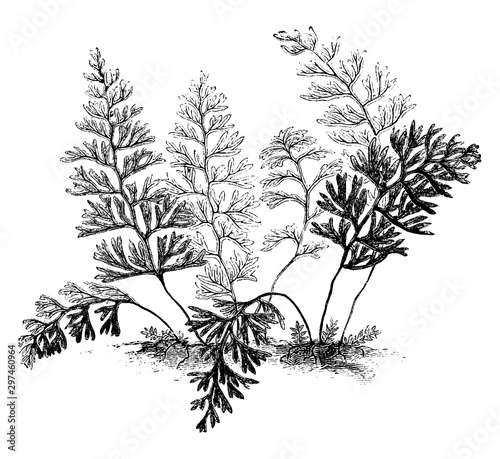 Hymenophyllum Turbridgense vintage illustration.