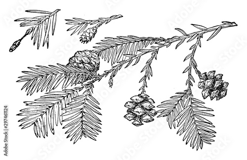 Pine Cone of Redwood vintage illustration.