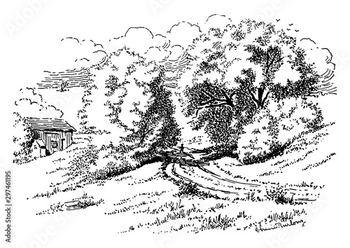 Alba Salix vintage illustration.