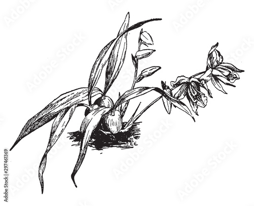 Coelogyne Cristata vintage illustration.