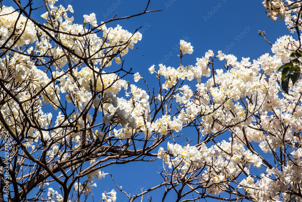 Ipes white tree flowering grove in the municipality of Marilia Ipes white tree flowering grove in the municipality of Marilia