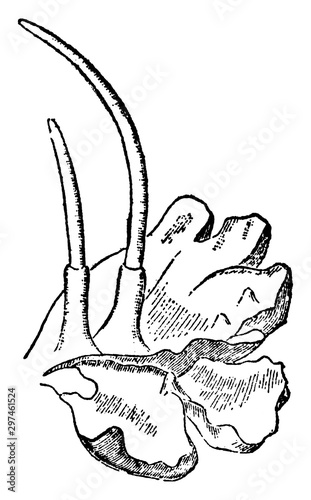 Anthoceros Showing Thallus with Two Capsules vintage illustration.