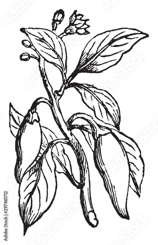 Capsicum vintage illustration.